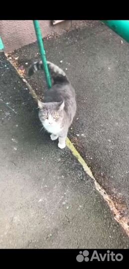 Котик в дар