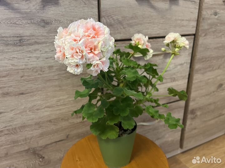 Герань пеларгония сортовая