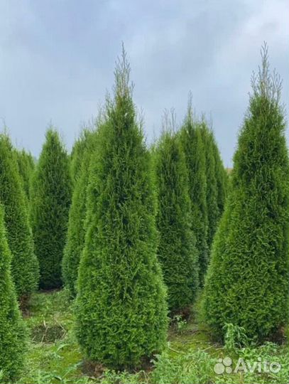 Все виды туй