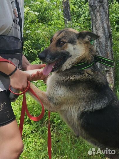 Шикарная Веста