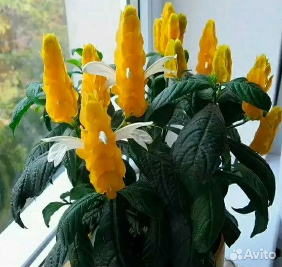 Пахистахис