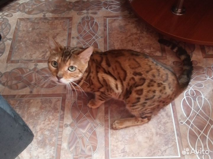 Бенгальская кошка