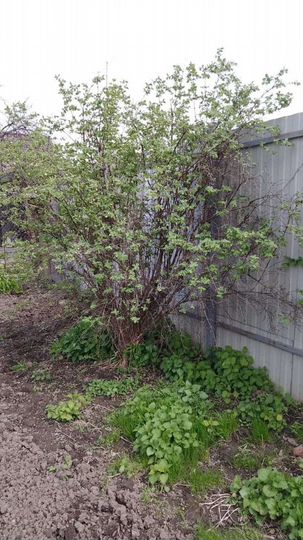 Дача 20 м² на участке 10 сот.