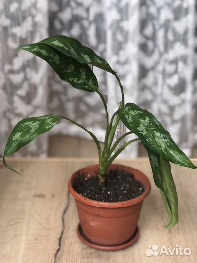 Комнатные цветы