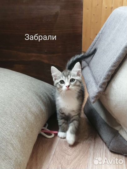 Котята