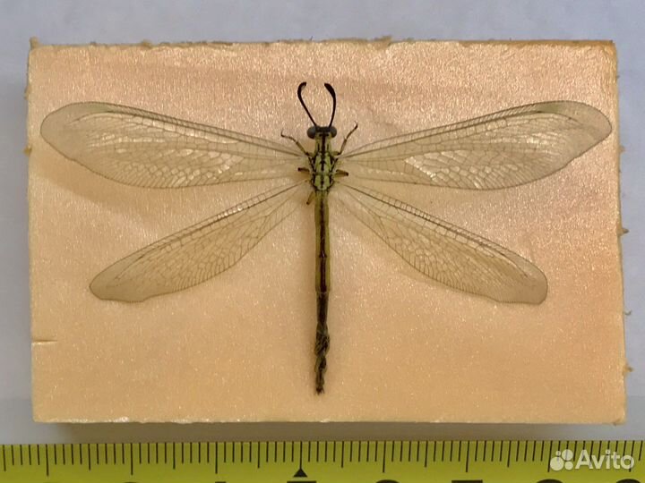 Насекомое Myrmeleon (кмв)