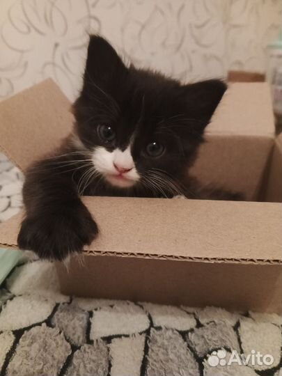 Котята в добрые руки бесплатно