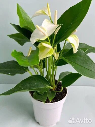 Антуриум комнатный микс,букеты, доставка