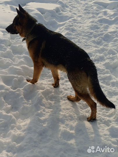 Вязка кобель