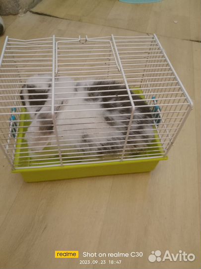 Декоративные кролики вислоухие