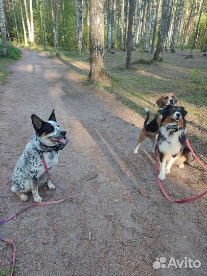 Передержка животных