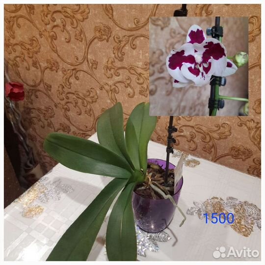 Орхидея фаленопсис
