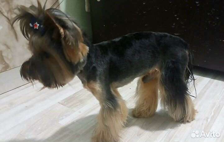 Вязка кобель йоркширского терьера