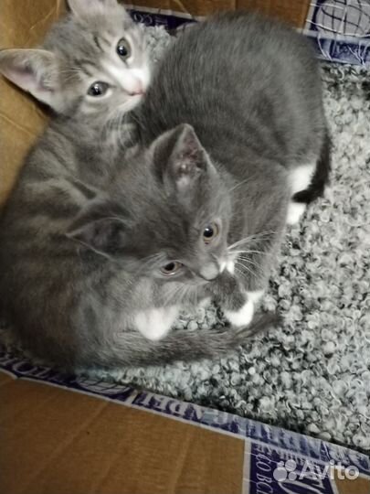 Котята в добрые руки даром бесплатно