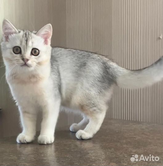 Шотландская девочка