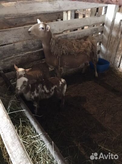 Катумские овцы,ярки, овцематки