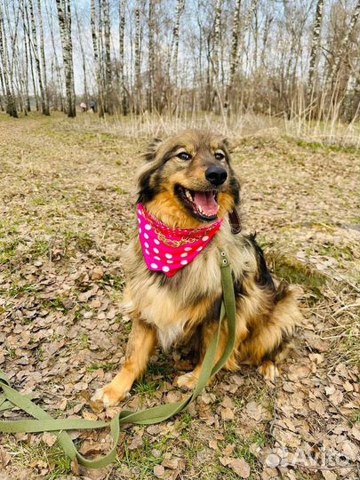 Плюша Рокси идеальная собака