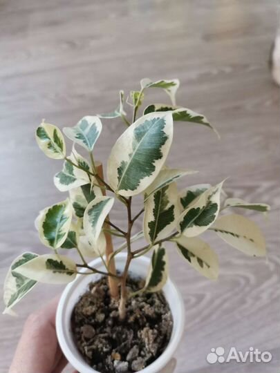 Фикус старлайт, твилайт