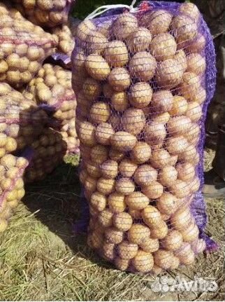 Продам картофель оптом