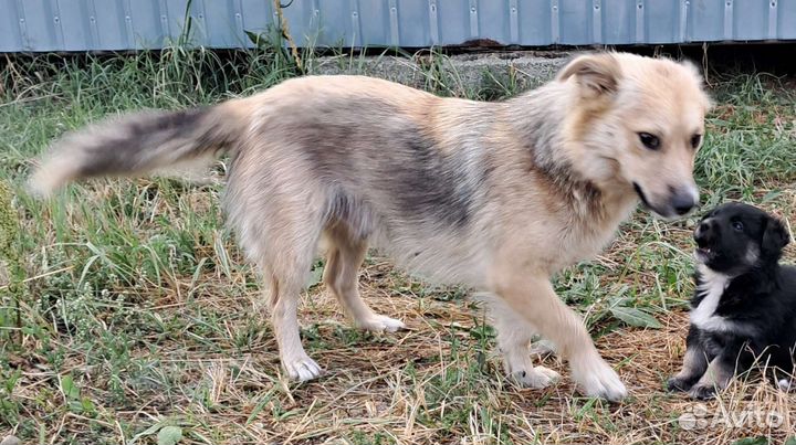 Молодая собачка 1 годик. Стерилизована