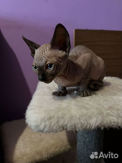 Канадский сфинкс