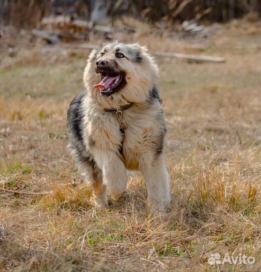 Пушистая добродушная Огу в дар, метис