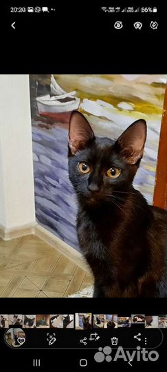 Кошки в добрые руки