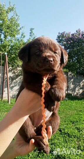 Шикарные щенки лабрадора