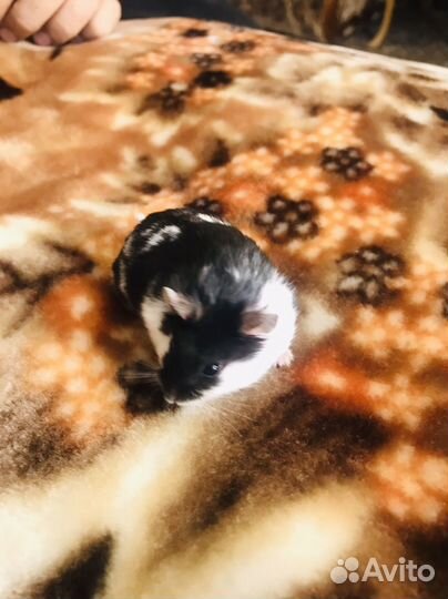 Питомник хомячков кэмпбелла