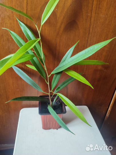 Фикус Бенджамина али