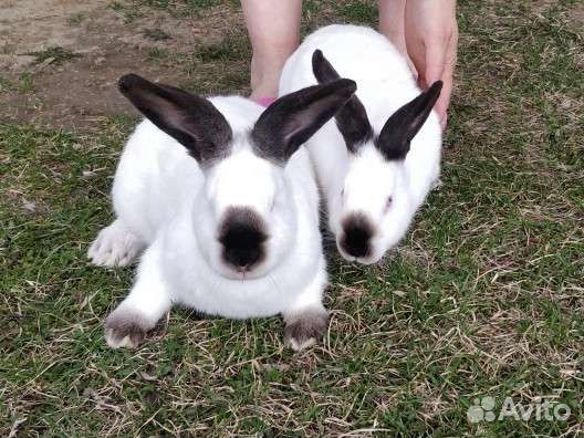 Калифорнийские кролики