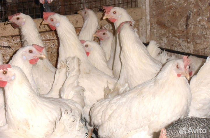 Куры Несушки, Бесплатная доставка