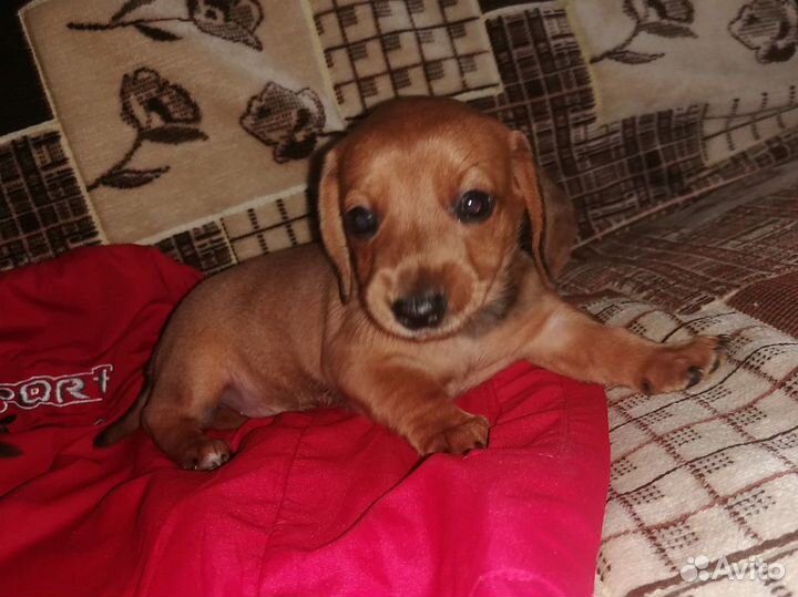 Щенки таксы