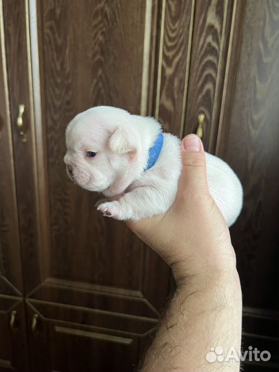 Щенки французский бульдог