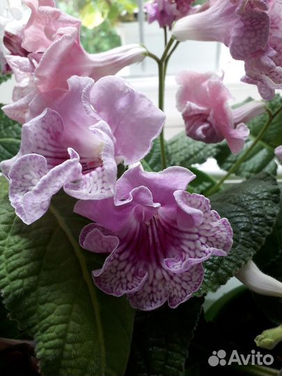 Стрептокарпусы детки