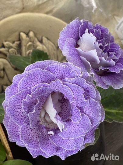 Глоксиния махровая «Лавандовый мартини» детка