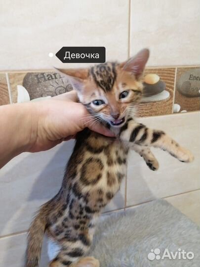 Бенгальские котята