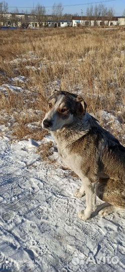 Собаки бесплатно