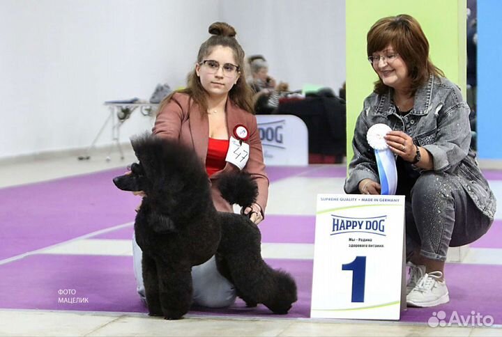 Вязка пудель