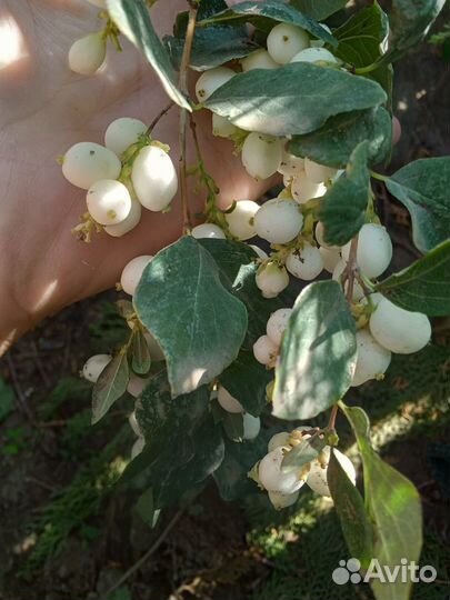 Снежноягодник белый