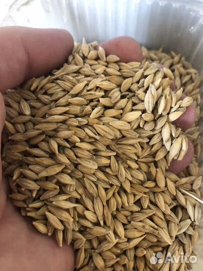 Комбикорм, пшеница, ячмень, овес, кукуруза, горох