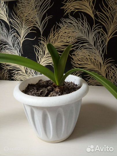 Гиппеаструм