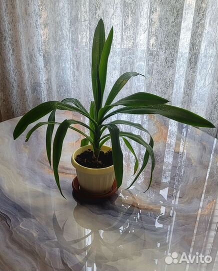 Комнатные цветы Юкка- пальма