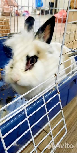 Карликовый кролик