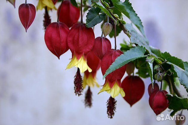 Абутилон мегопатамский, Фуксии