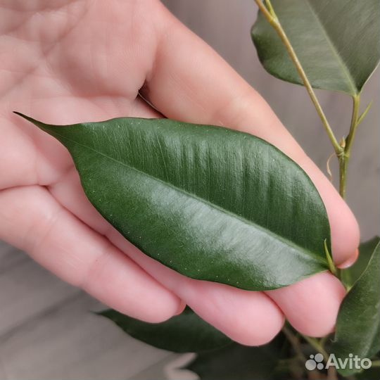 Фикус Бенджамина. Сорт Бафт