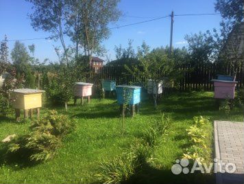 Улья с пчёлами