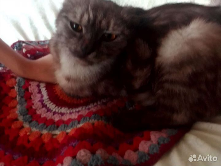 Кошка Шотландская