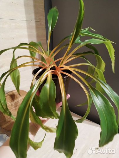 Хлорофитум грин оранж