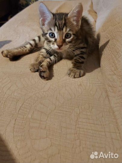Бенгальская кошка